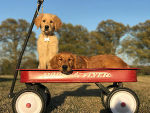 Meet your Posher, Demi